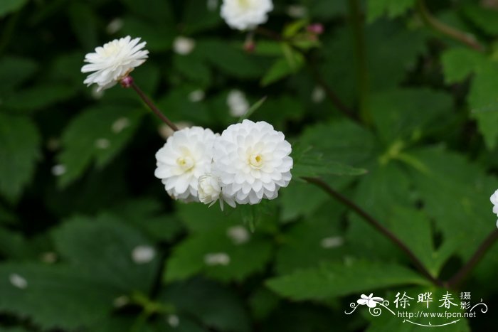 花信子