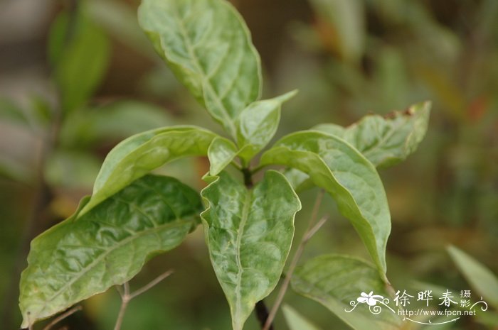 山茶花什么季节开