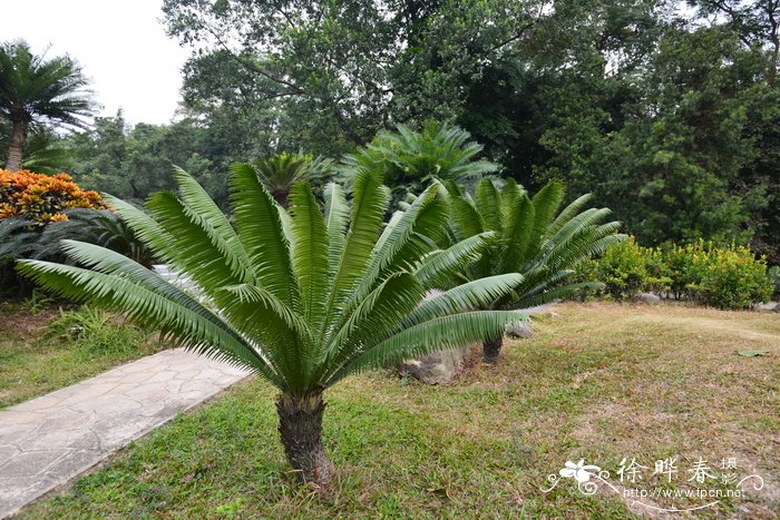 柱状苹果树苗