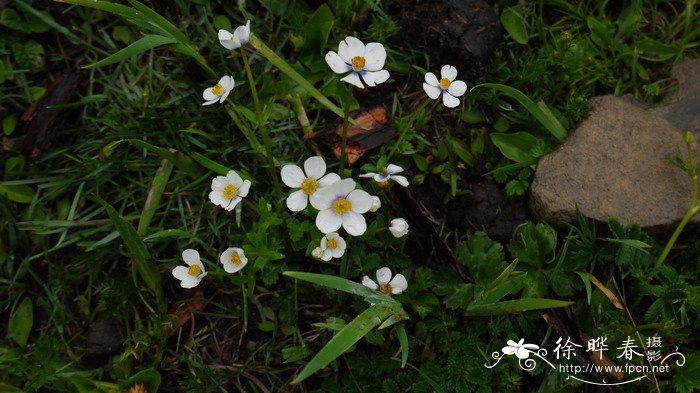 50种浪漫鲜花花语大全