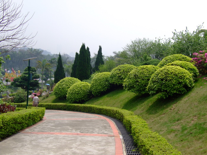 虎皮兰开花图片