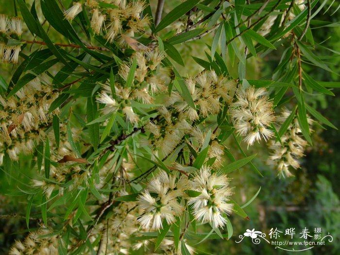 宝莲灯花图片