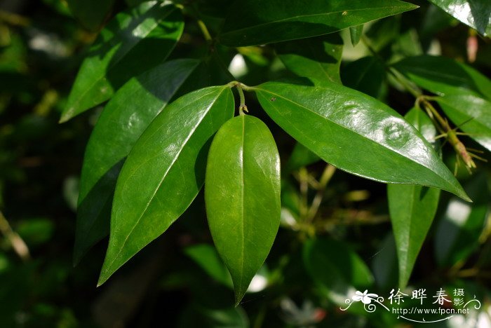 鲜花花卉图文推荐