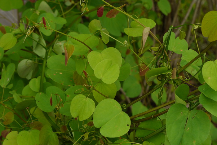 蕃茄种子