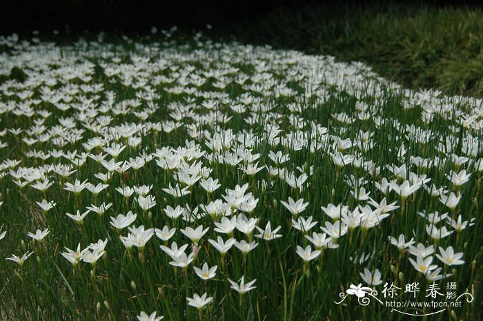 牧草种植