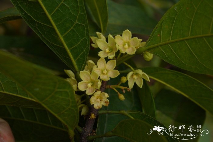 camellia japonica