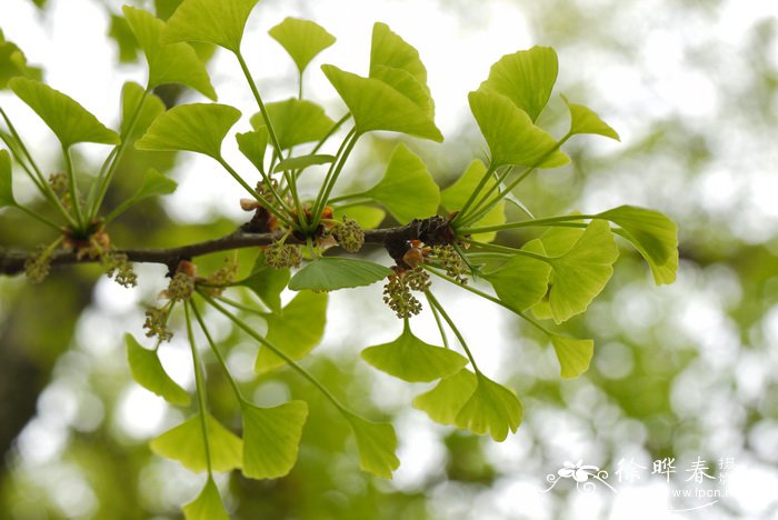 玫瑰 花语