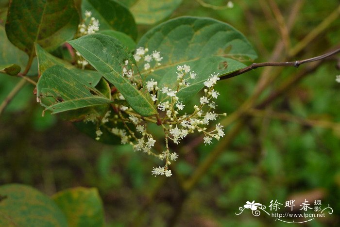 常绿水生鸢尾价格