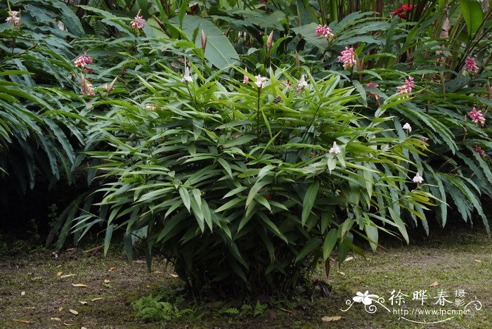 竹节海棠