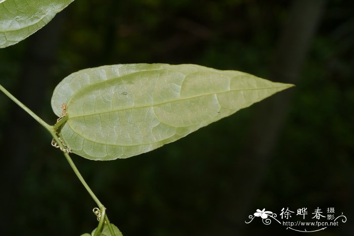 金银花一亩利润多少