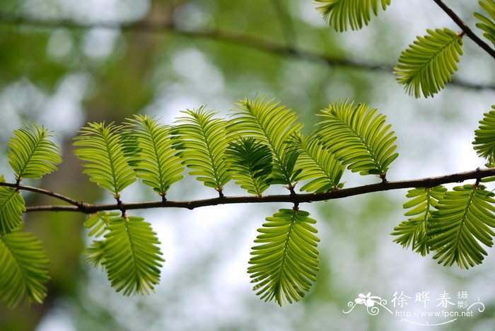 植物园里有什么植物