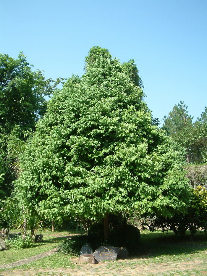 橘子花