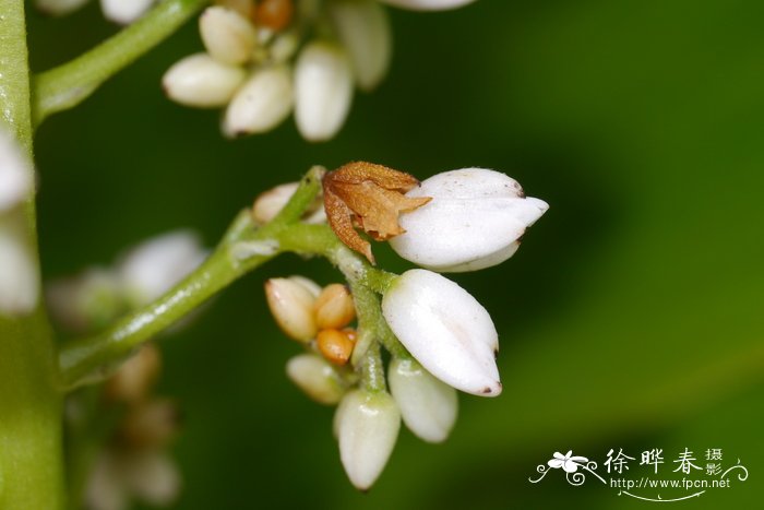 马樱花