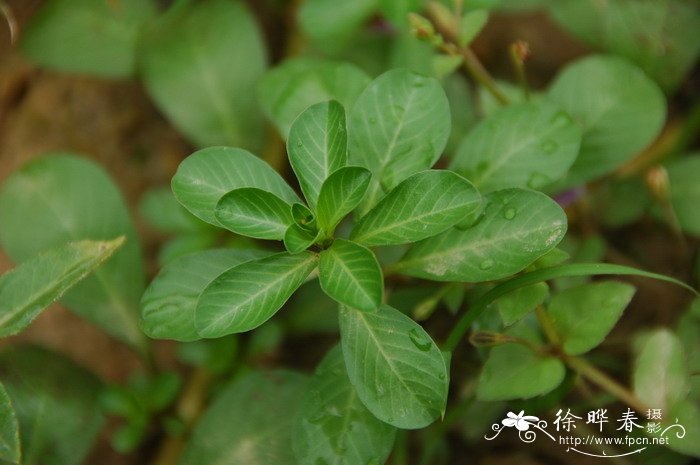 板蓝根种植