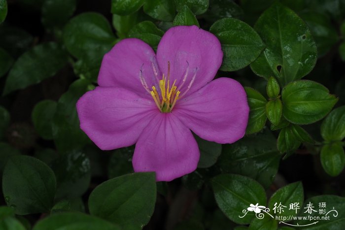 无花果的花在哪个部位