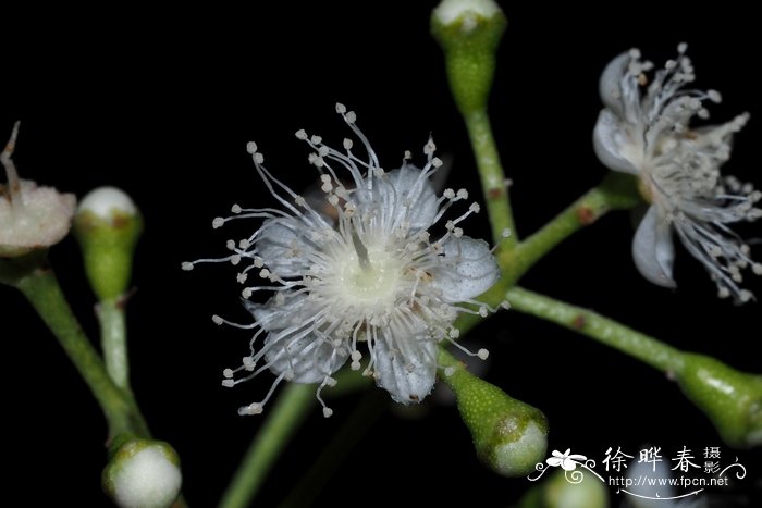 风铃草图片