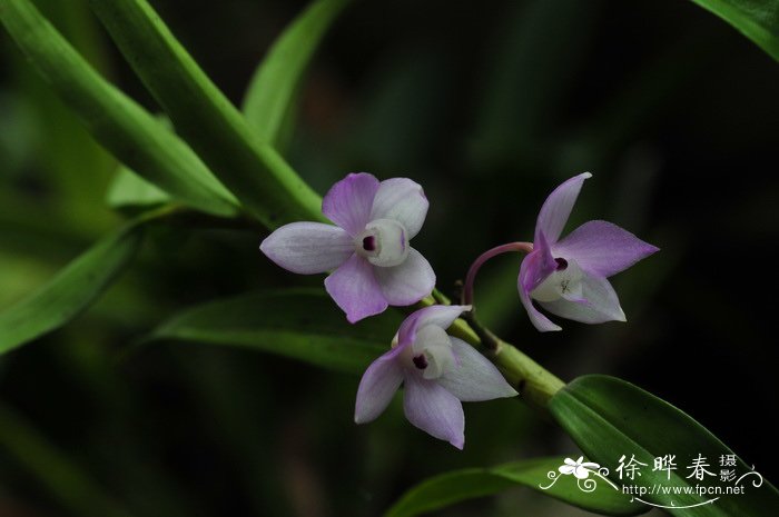 阳台葡萄种植技术