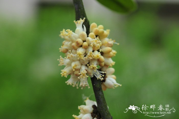 水仙花什么时候开花