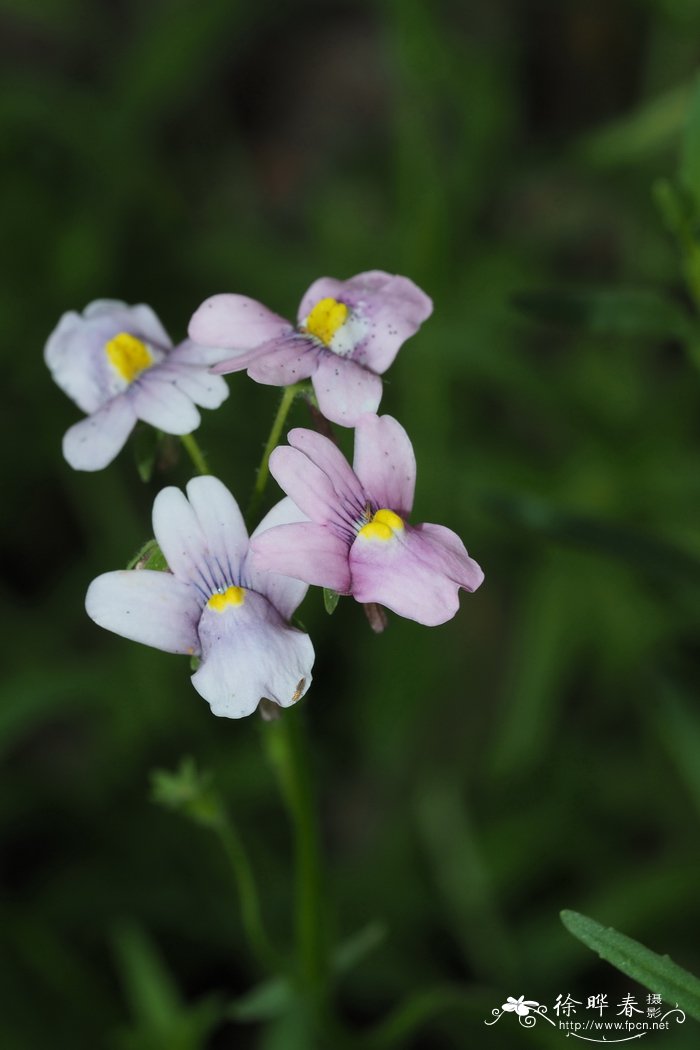 夜香花