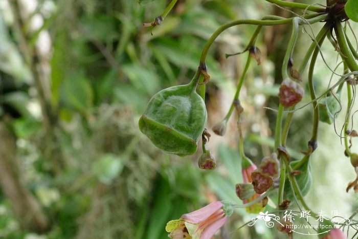 植物标本的制作方法