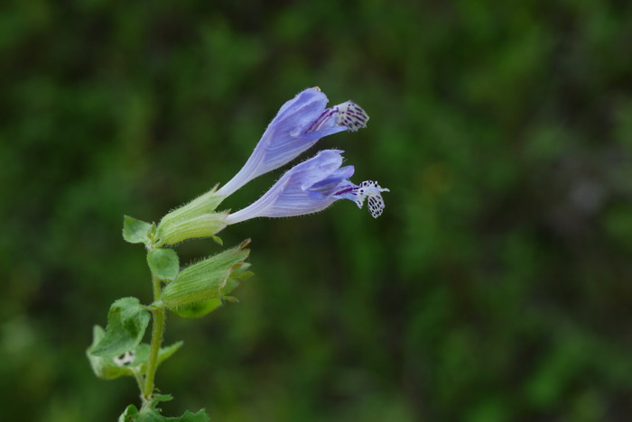 雪见草