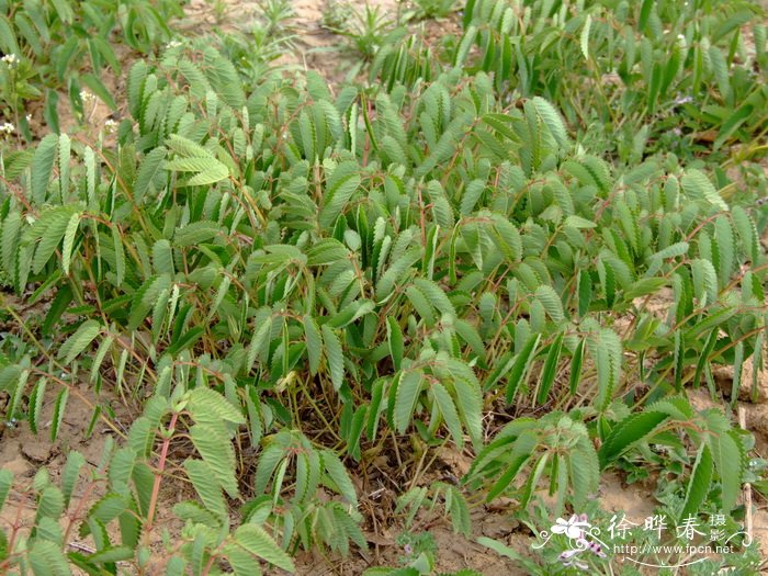 山茶花什么季节开