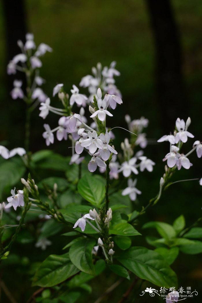 茶花小苗价格