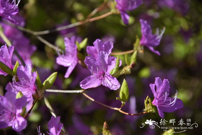 槐花树