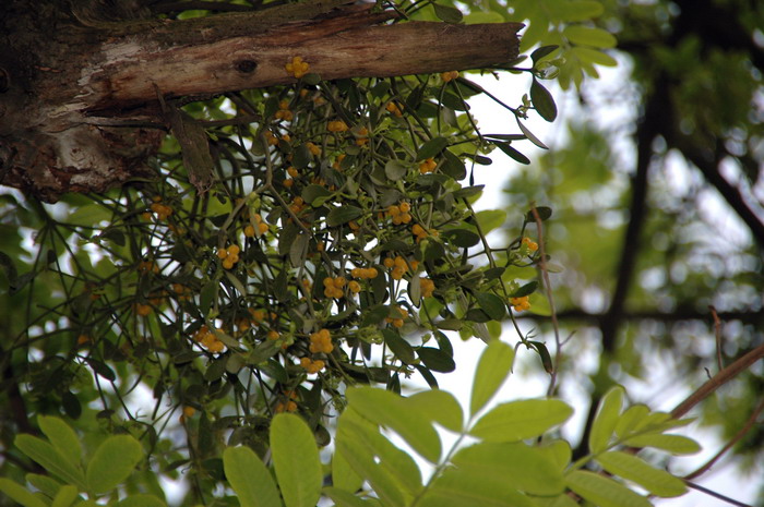 茶油树种植