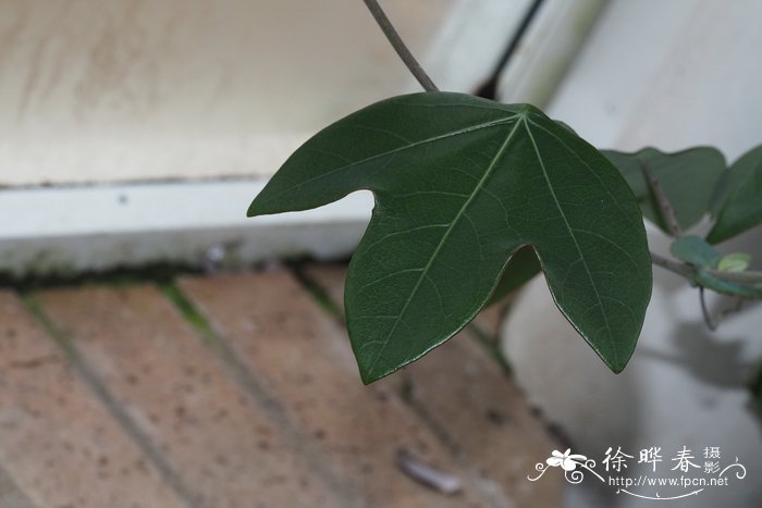 樟树是什么植物