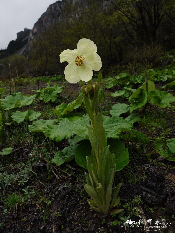 迷迭香花语