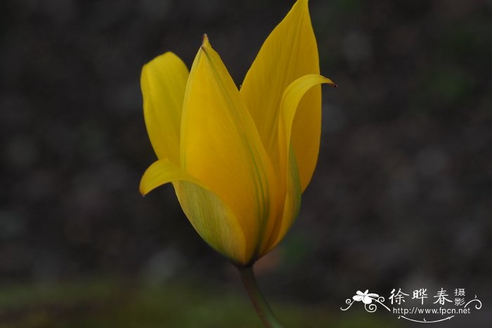 11月1日植树造林日