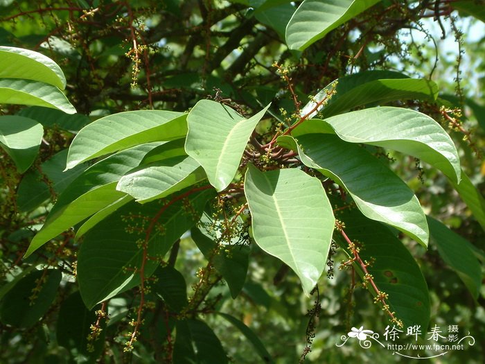 无花果树苗什么时候种植最好