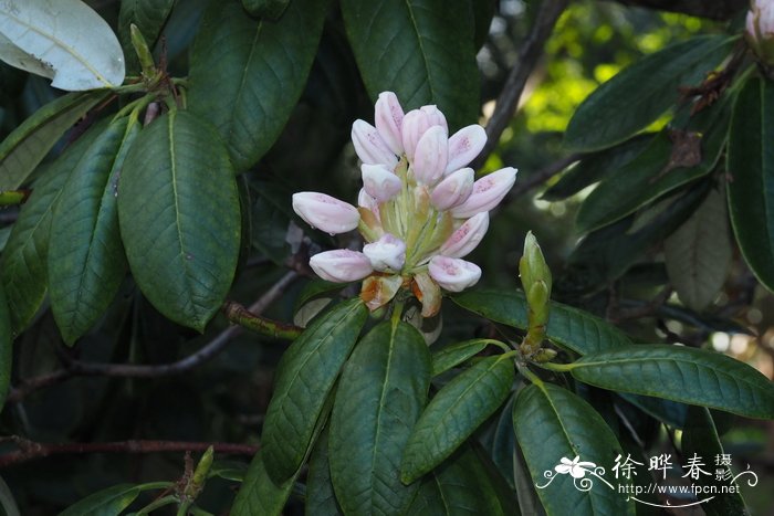 camellia japonica