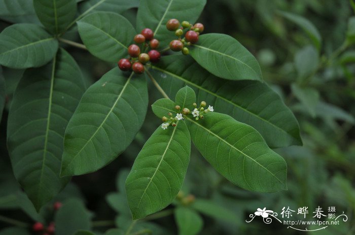 茉莉花介绍