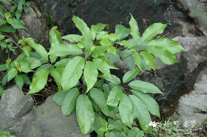 樱花几月份开放