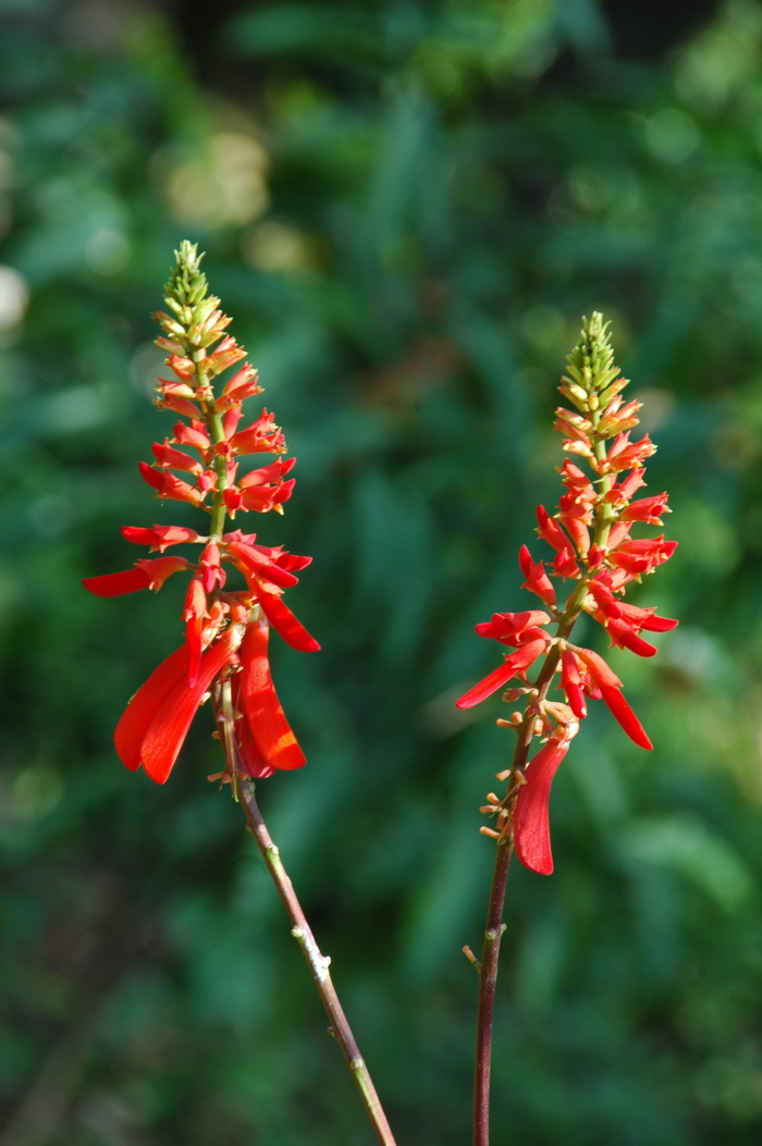 金盏花花语