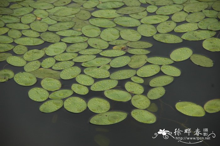 水泥花盆