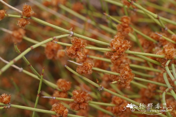 玫瑰花是什么季节开的