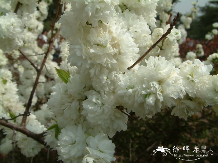 桂花树果实