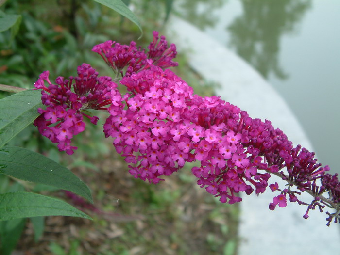 菠萝的季节