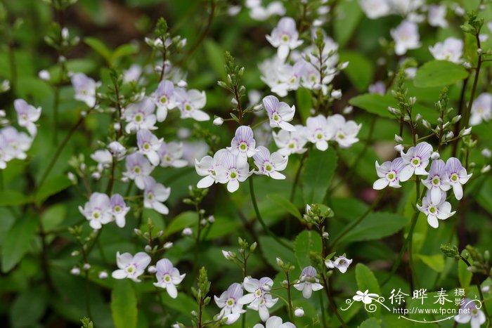 高山杜鹃花图片