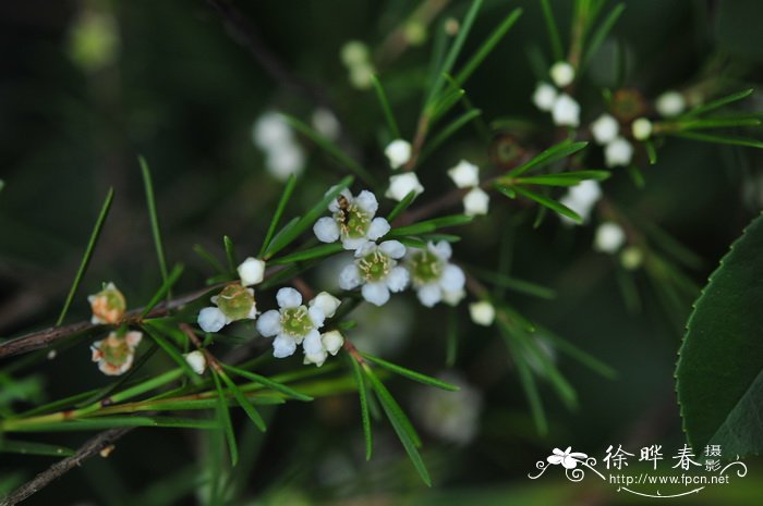 各种花卉图片大全及花名