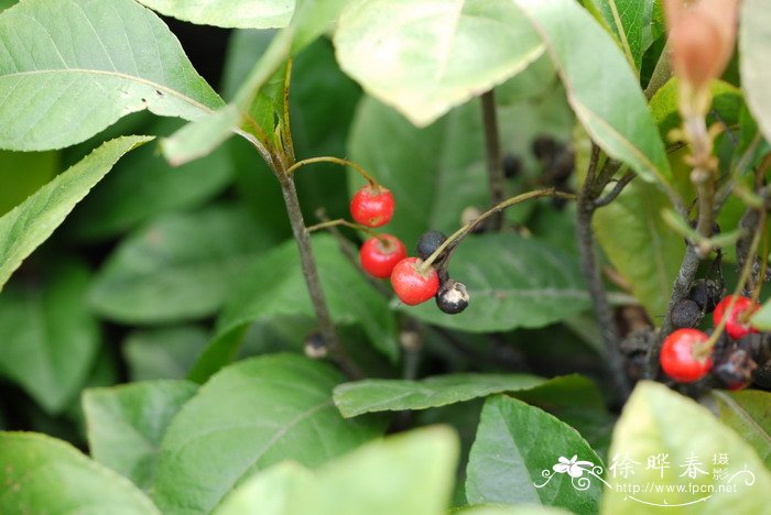 水芹菜为什么要焯水