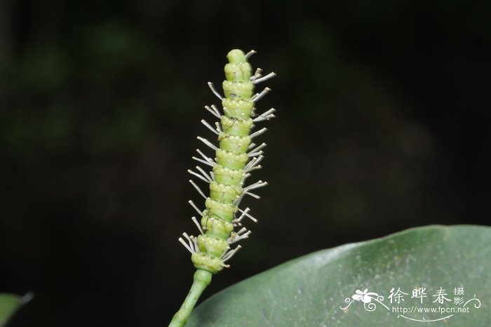 婴粟花