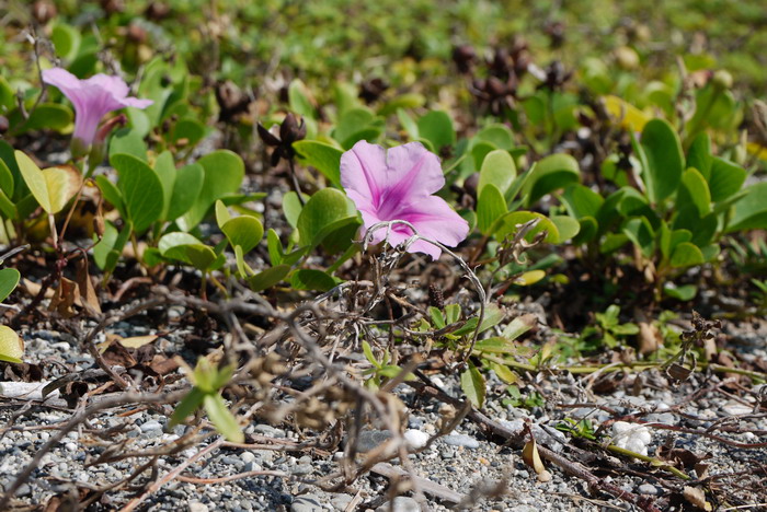 黄菊花