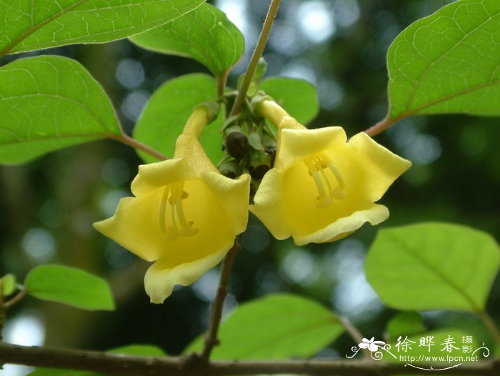 茶水浇花