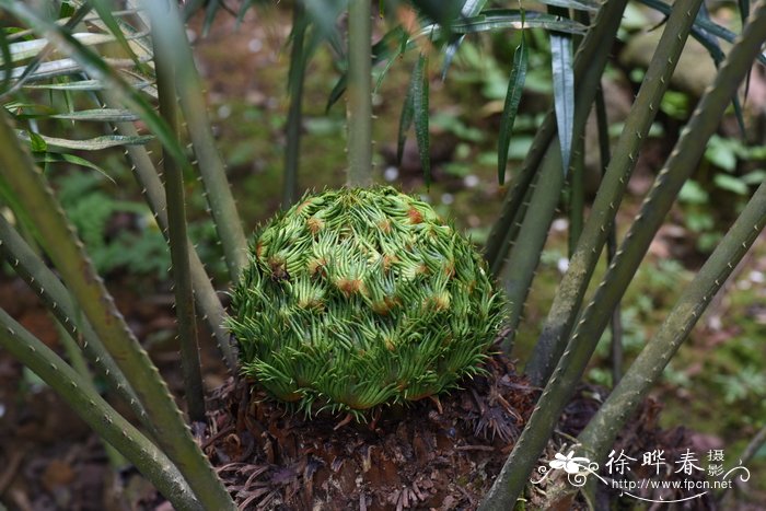 芦丁鸡能活多久