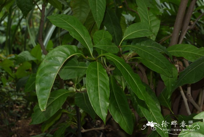 莲蓬是哪种水生草本花卉的果实