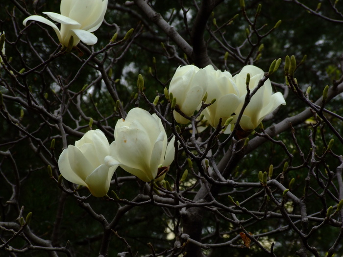 红玫瑰花